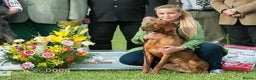 Hungarian Vizsla dogs for stud: Show Champion KC Reg Hungarian Vizsla for Stud in Brampton - Advert 1