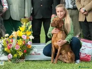 Hungarian Vizsla dogs Show Champion KC Reg Hungarian Vizsla for Stud in Brampton - Advert 6