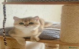 Scottish Fold cats for sale: 🐾 Adorable Pedigree Scottish Kittens! 🐾 - Image 14