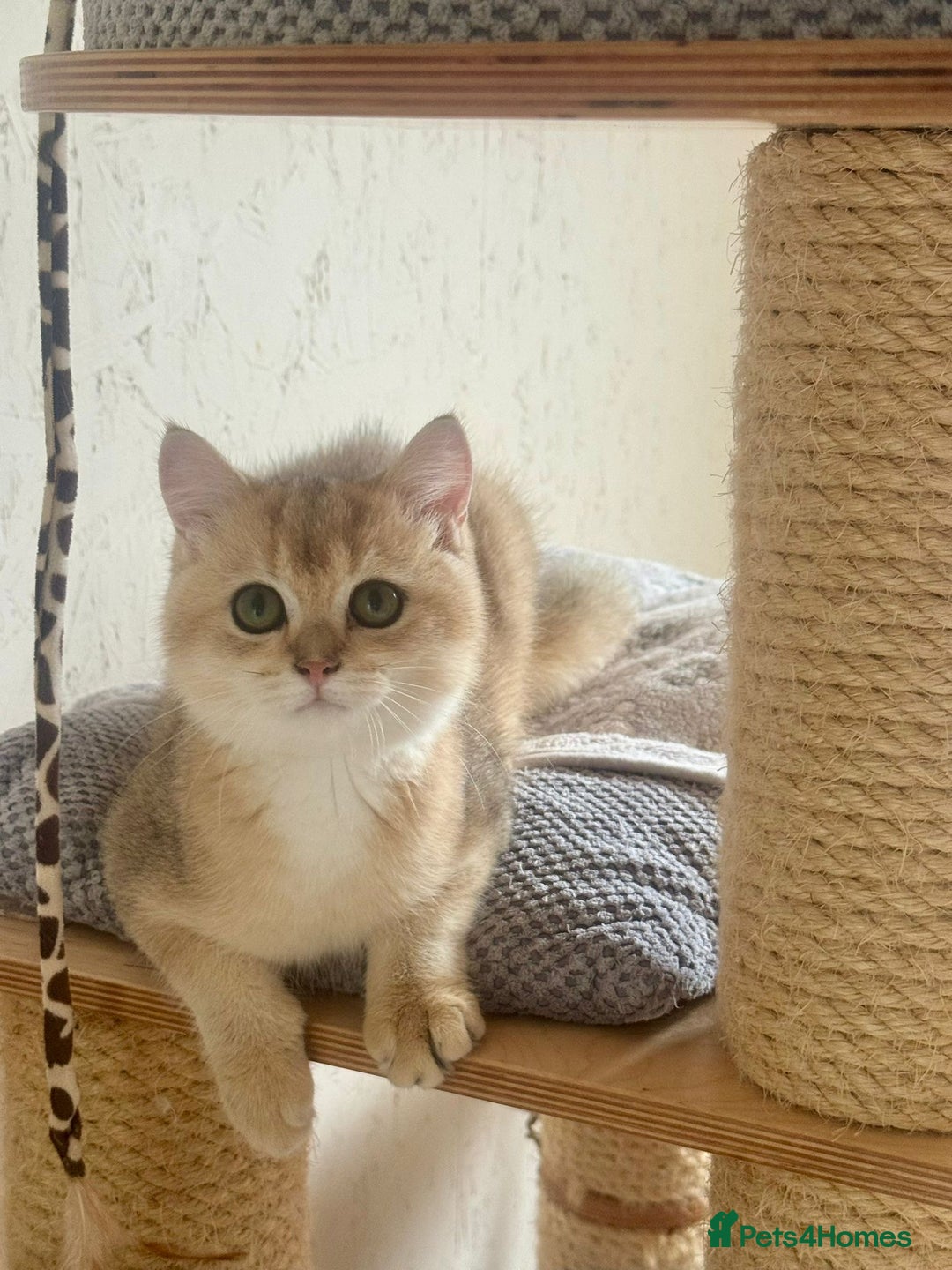Scottish Fold cats for sale: 🐾 Adorable Pedigree Scottish Kittens! 🐾 - Image 14