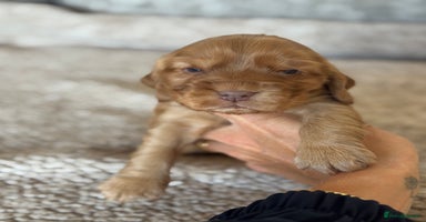 Cocker Spaniel dogs - Advert 4