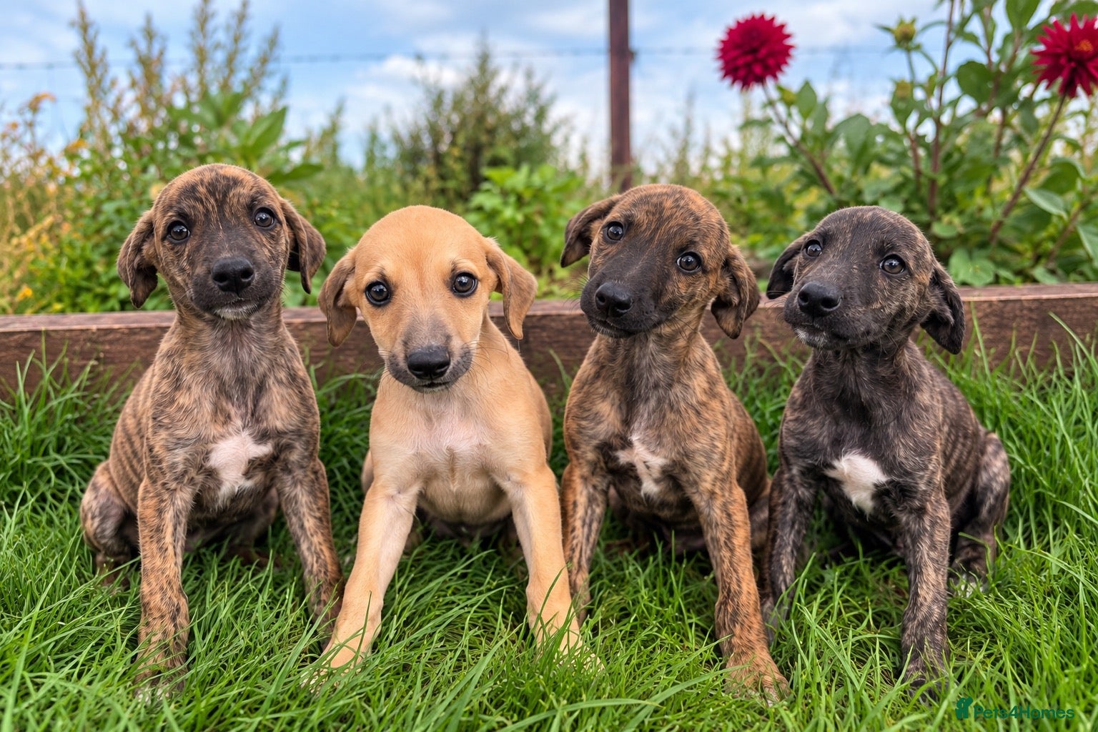 Whippet dogs Beautiful whippet puppies  - Advert 1