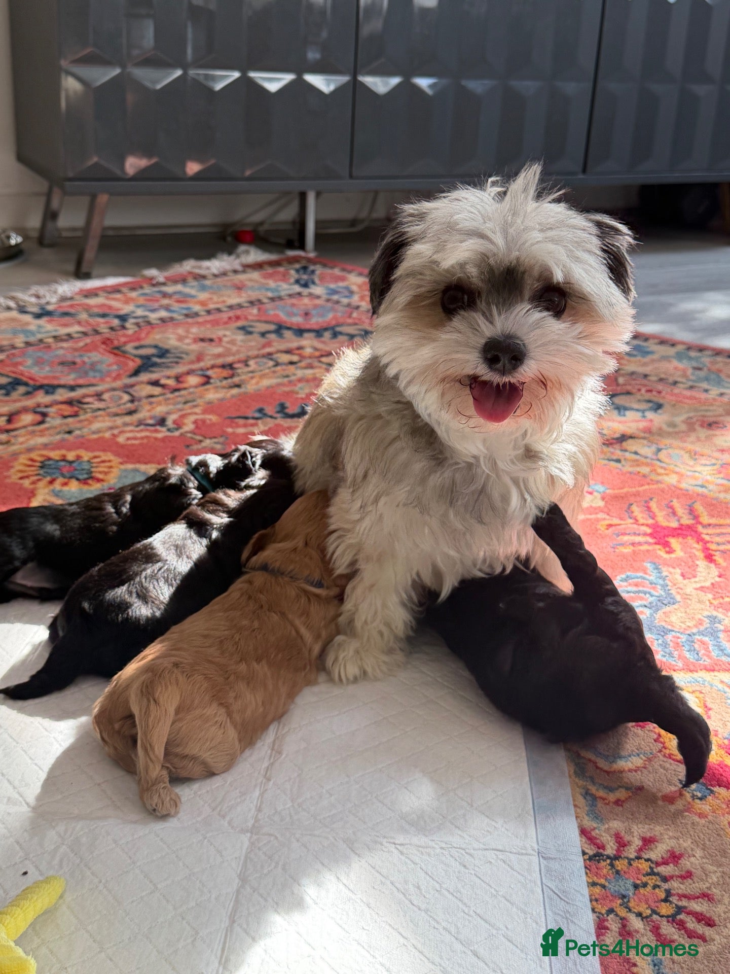 Maltipoo dogs Gorgeous maltipoo pups - rare black colour  - Advert 15