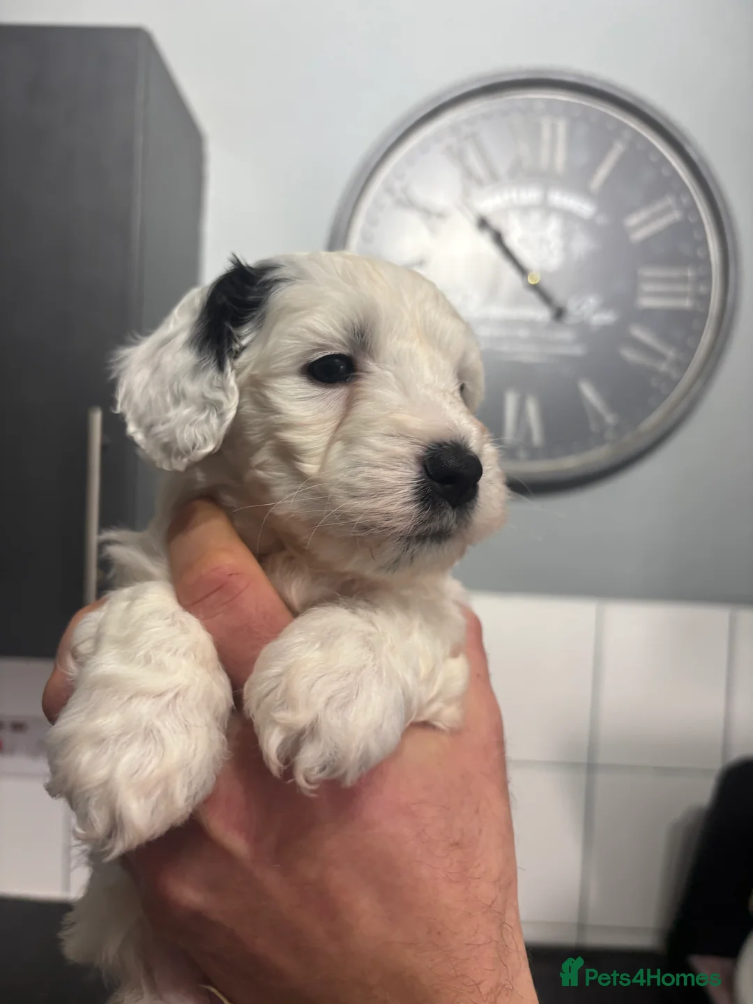 Mixed Breed dogs for sale: Shihpoo puppies - Advert 15
