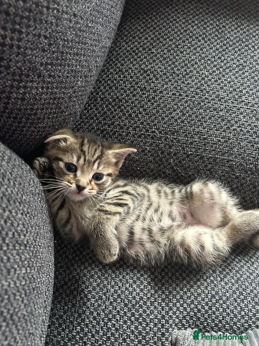 Mixed Breed cats for sale: Male half Scottish fold kitten 9 weeks old  - Advert 2