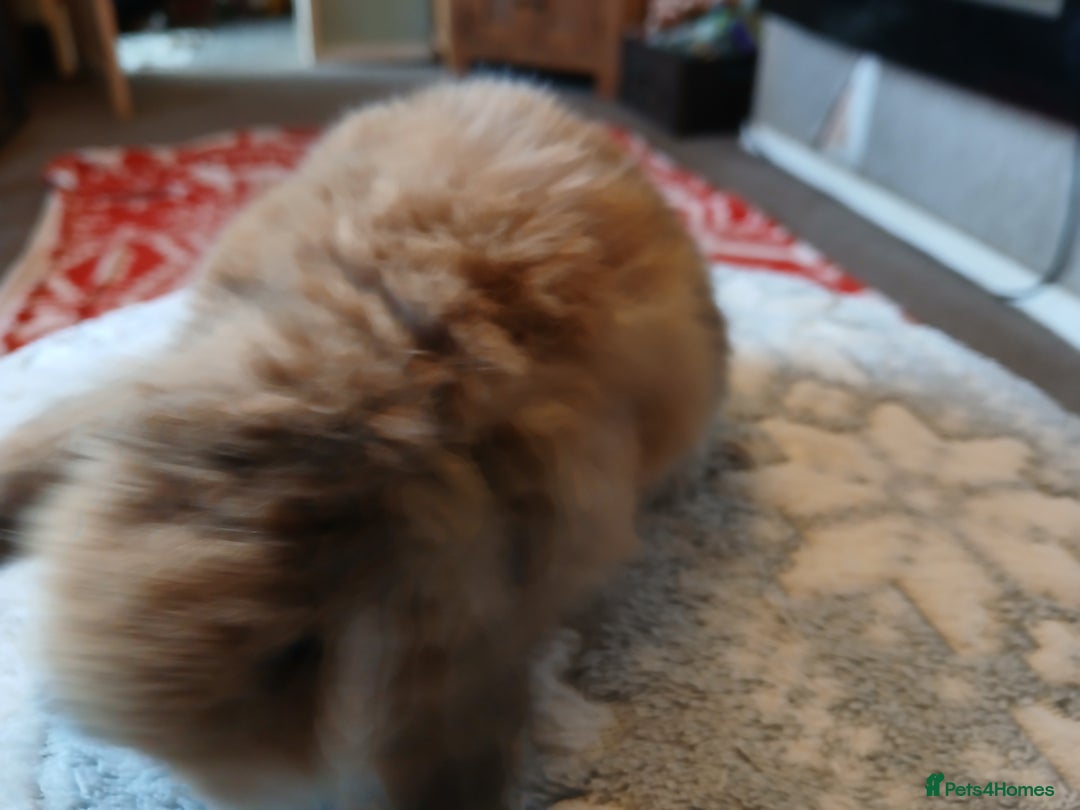 Mini Lop rabbits for sale: Stunning pure bred mini lops RTR - Advert 11