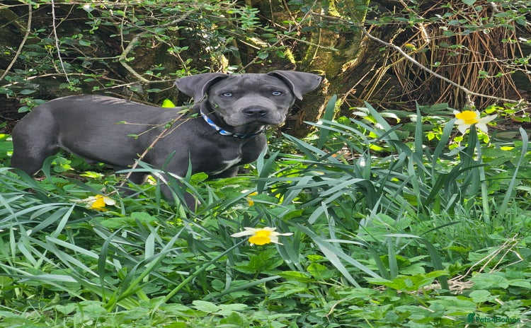 Mixed Breed dogs - Advert 1