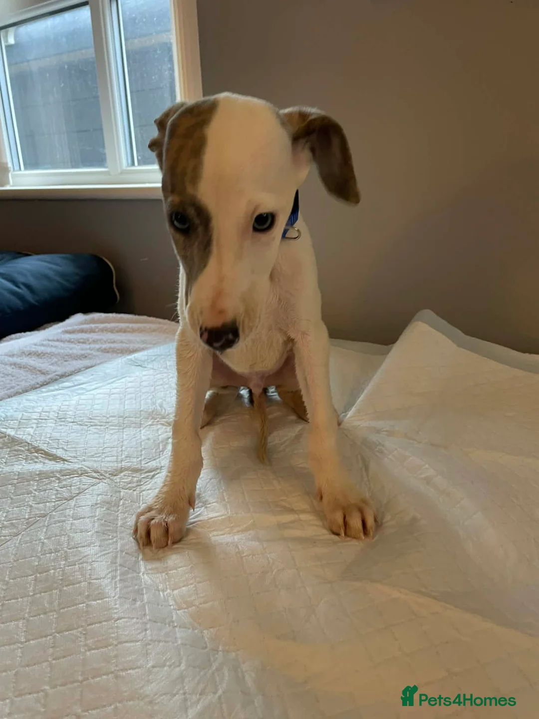 Whippet dogs for sale: Whippets  - Advert 34