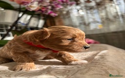 Maltipoo dogs for sale: Beautiful F1B Toy Size Maltipoo Puppies - Image 12
