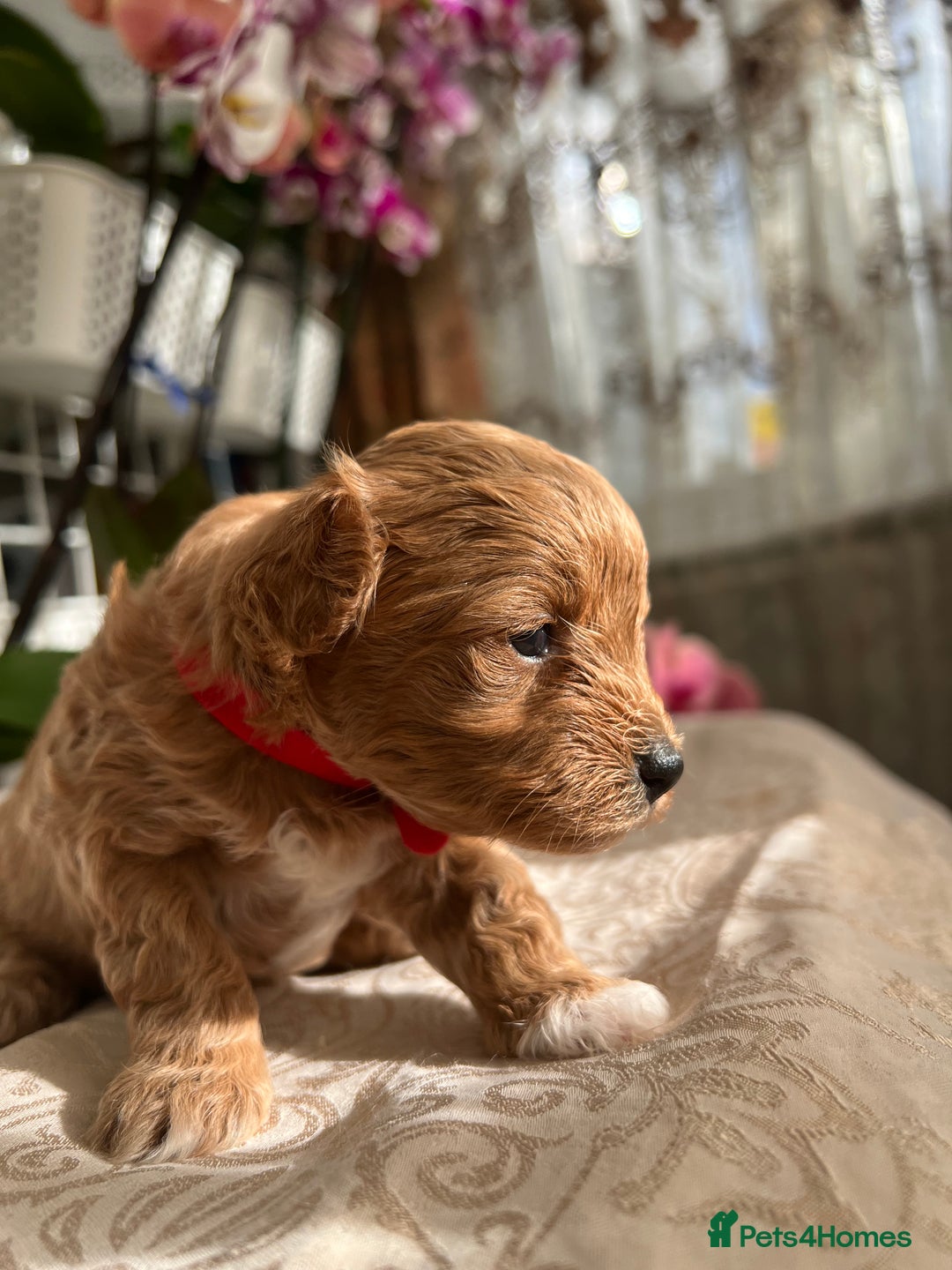 Maltipoo dogs for sale: Beautiful F1B Toy Size Maltipoo Puppies - Image 12