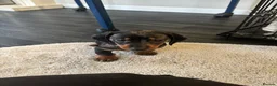 Dachshund dogs for sale: Dachshund puppy’s  in Ipswich - Advert 13