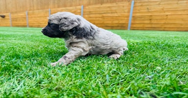 Cockapoo dogs - Advert 8