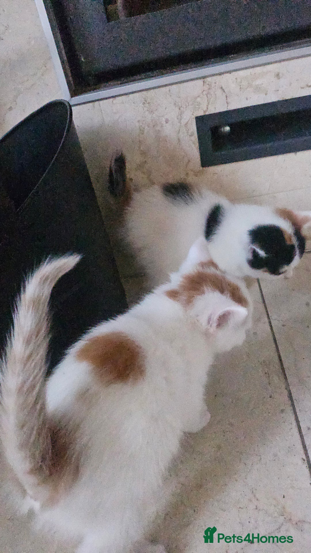 Selkirk Rex cats for sale: Adorable Selkirk Rex Kittens (Straight ) - Image 11