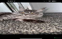 Maine Coon cats for sale: Maine coon  X ragdoll - Image 8
