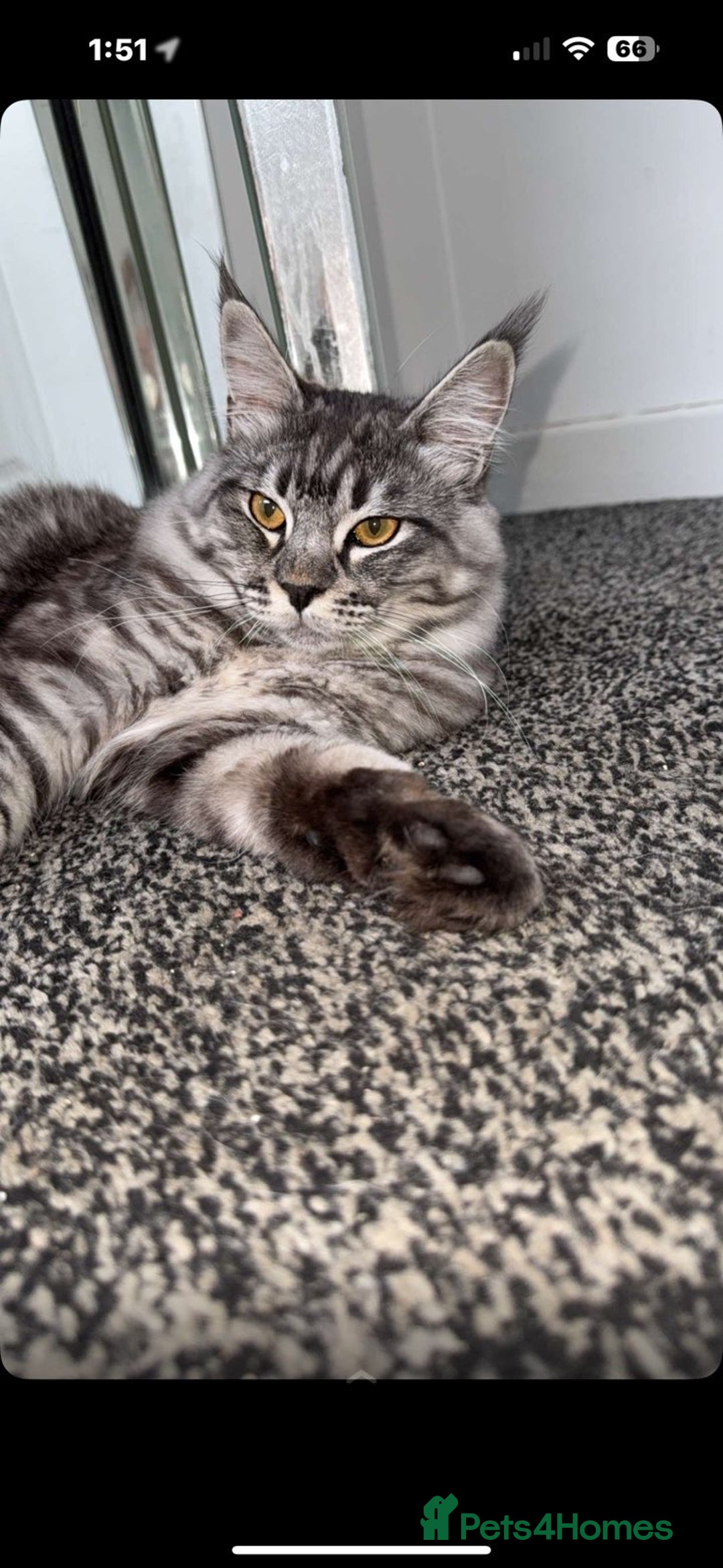 Maine Coon cats for sale: Maine coon  X ragdoll - Image 8