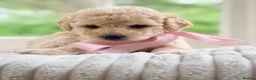 Mixed Breed dogs for sale: Stunning Shichon-poo teddies - Advert 21