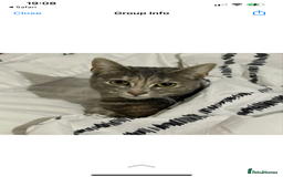 Mixed Breed cats for sale: In need of a loving new home  - Image 5