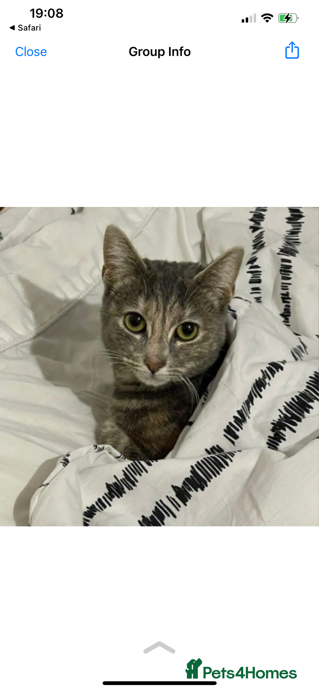 Mixed Breed cats for sale: In need of a loving new home  - Image 5