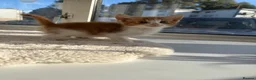 Mixed Breed cats for sale: Kittens looking for a forever family  - Advert 10