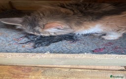 Maine Coon cats for sale: Maine coon kittens - Image 21