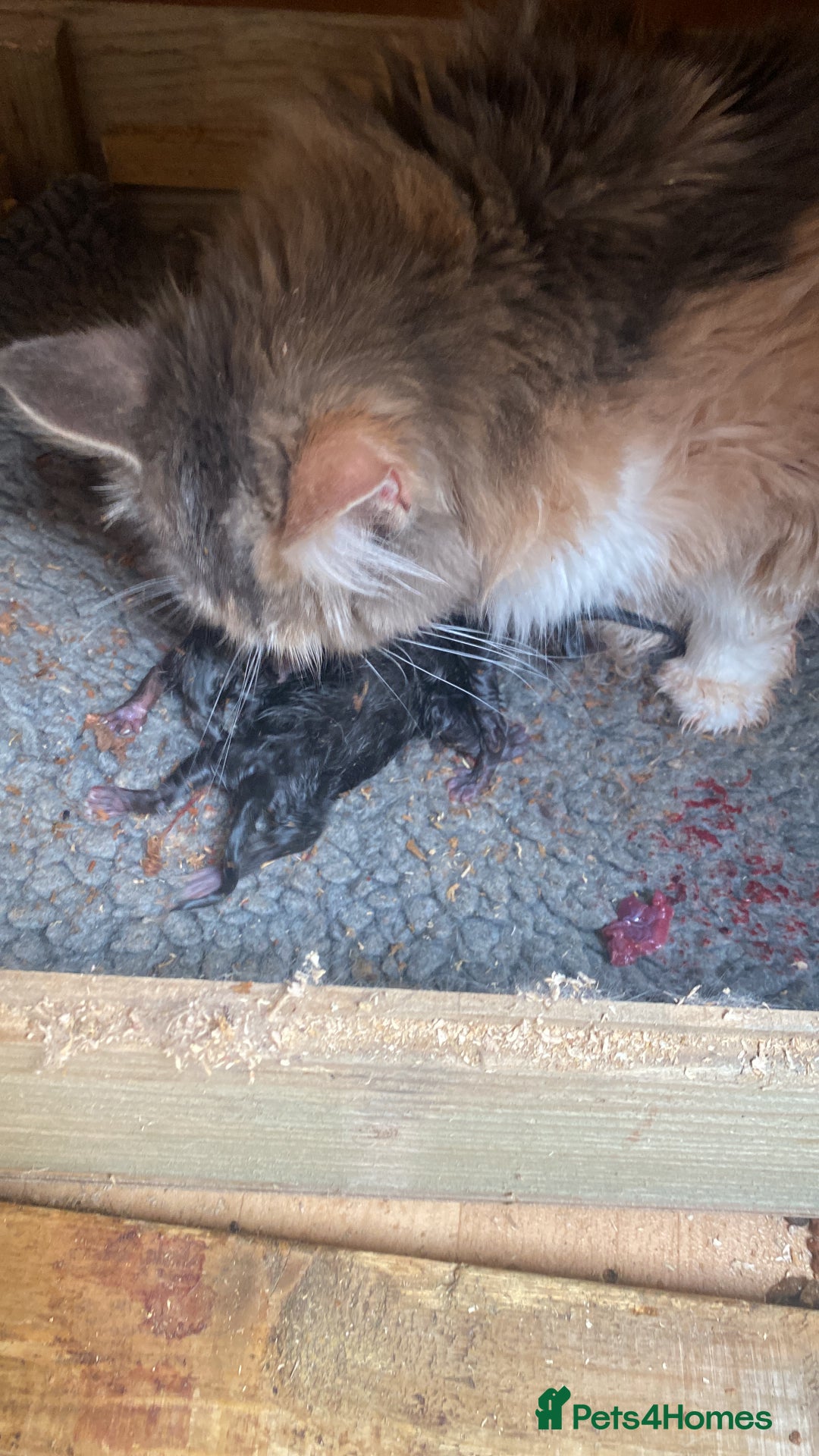 Maine Coon cats for sale: Maine coon kittens - Image 21