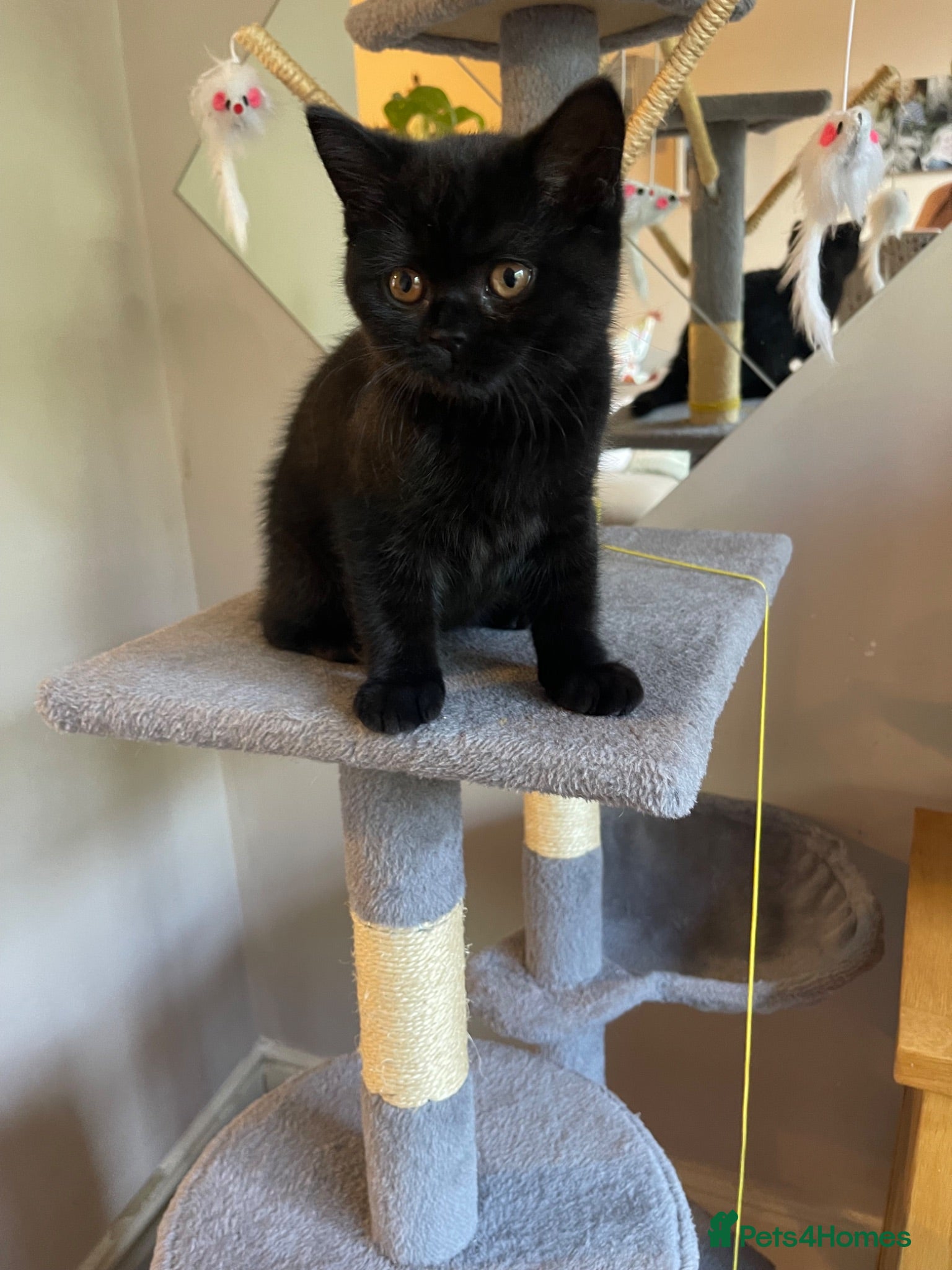 British Shorthair cats British blue black pedigree kitten boy  - Advert 1