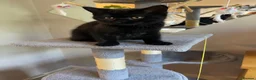 British Shorthair cats for sale: British blue black pedigree kitten boy  - Advert 1