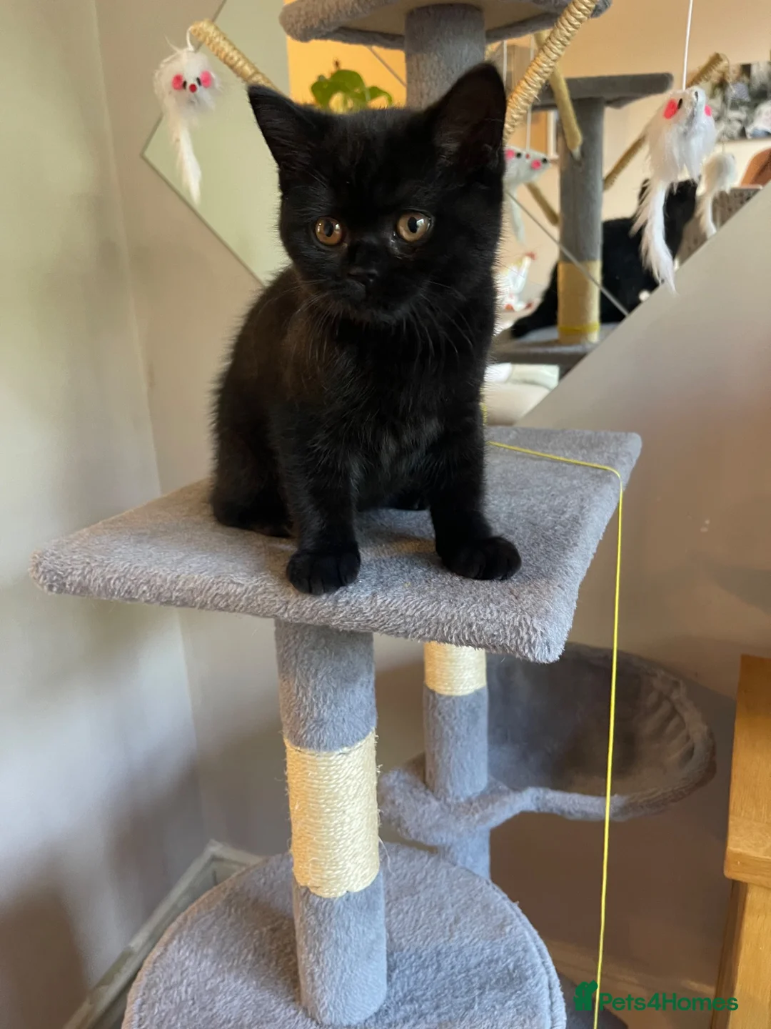British Shorthair cats for sale: British blue black pedigree kitten boy  - Advert 1