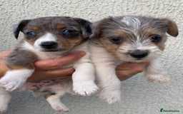 Jack Russell dogs for sale: Jack Russell puppies  - Image 4