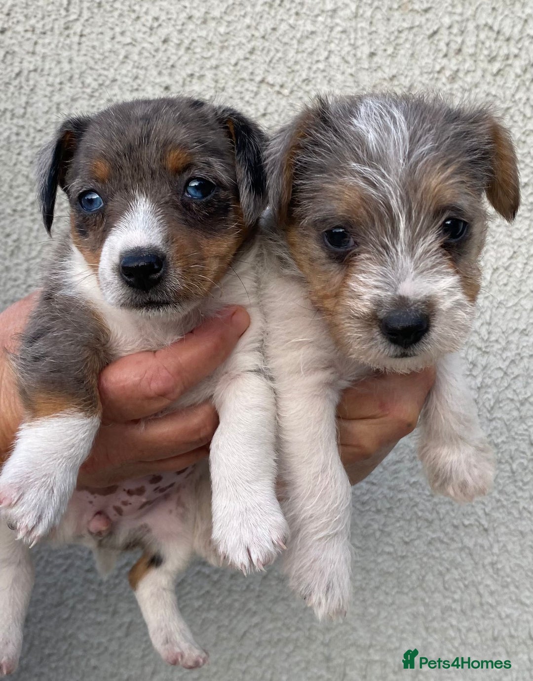 Jack Russell dogs for sale: Jack Russell puppies  - Image 4
