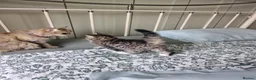 Mixed Breed cats for sale: Domestic kittens long haired/short - Advert 10