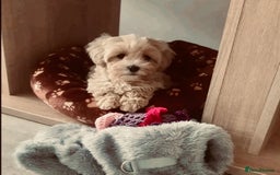 Maltipoo dogs for sale: Maltipoo  - Image 2