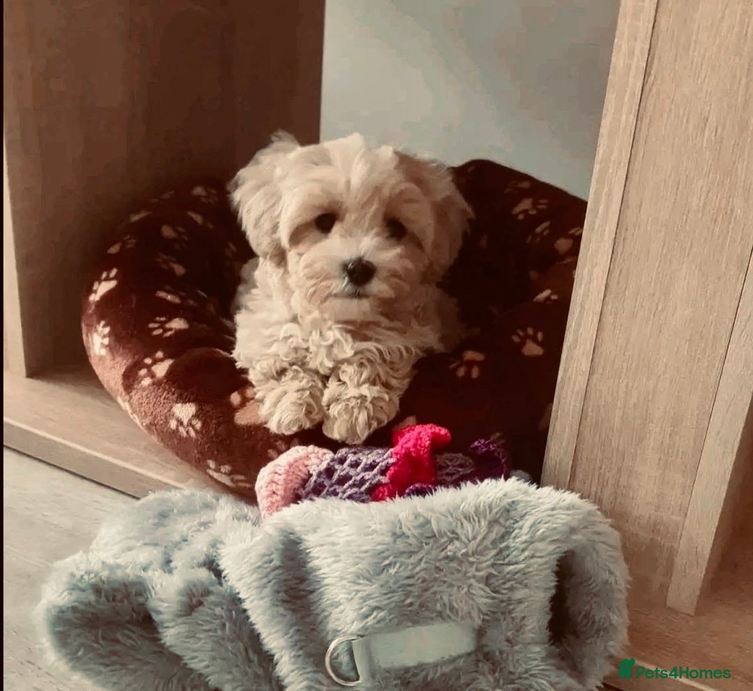 Maltipoo dogs for sale: Maltipoo  - Image 2