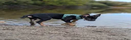 Mixed Breed dogs for sale: Kelpie x collie  - Advert 5