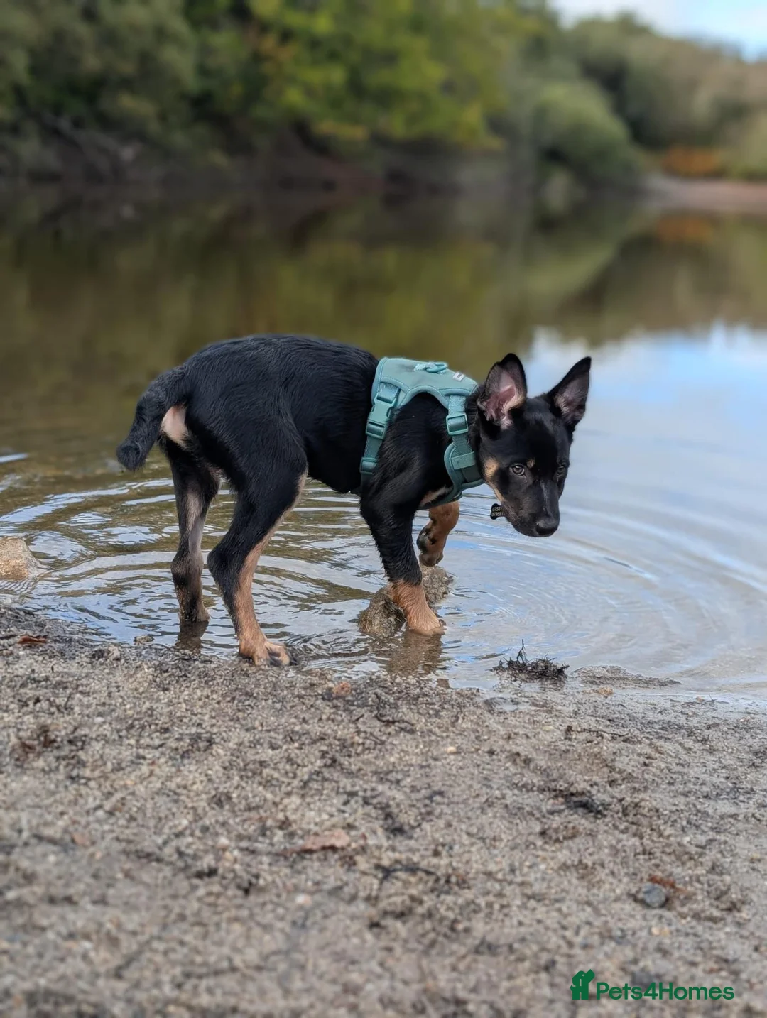 Mixed Breed dogs for sale: Kelpie x collie  - Advert 5