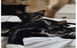 British Shorthair cats for sale: Black and white kitten  - Image 5