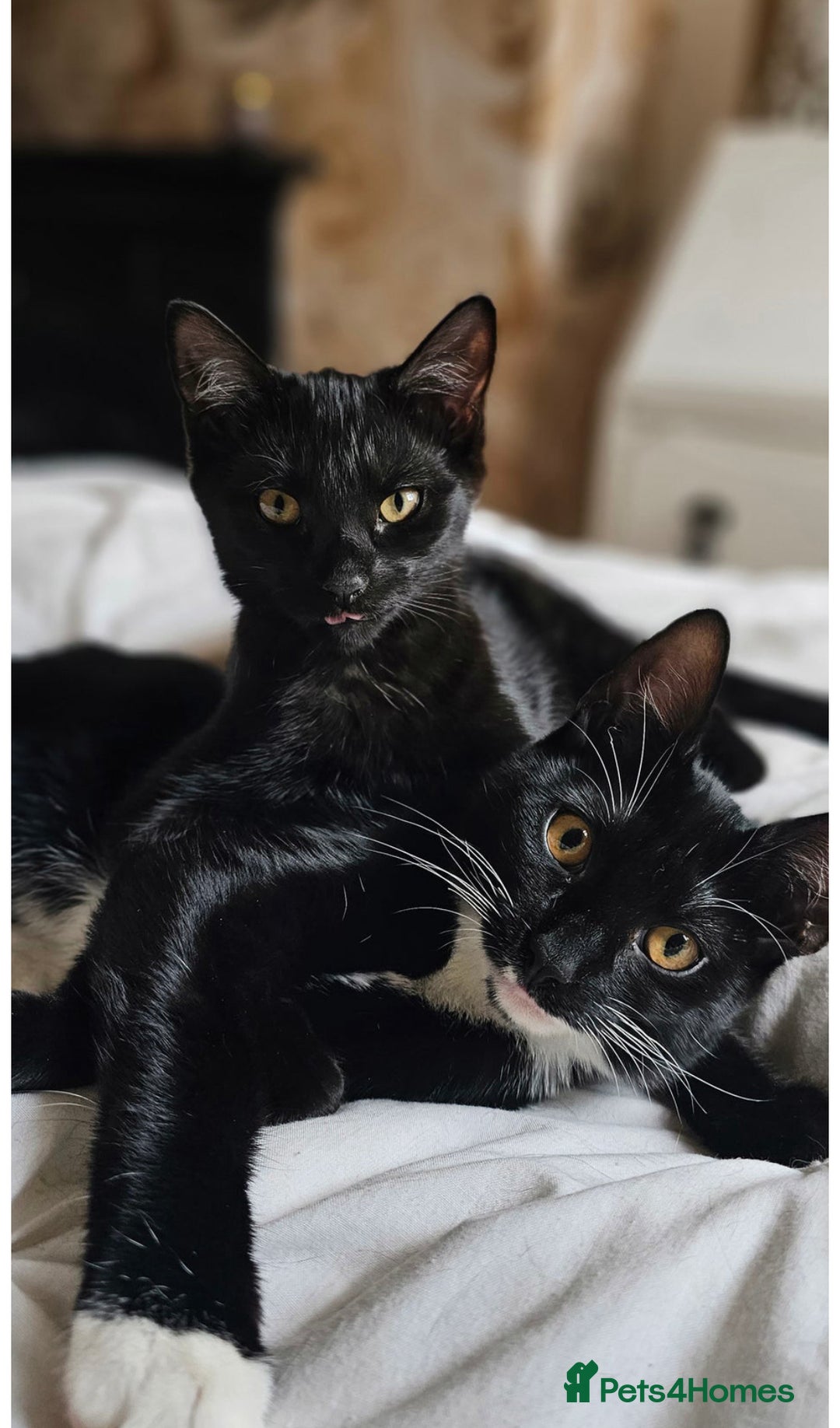 British Shorthair cats for sale: Black and white kitten  - Image 5