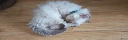 Ragdoll cats for sale: 2 female purebred ragdoll kittens for sale - Advert 4