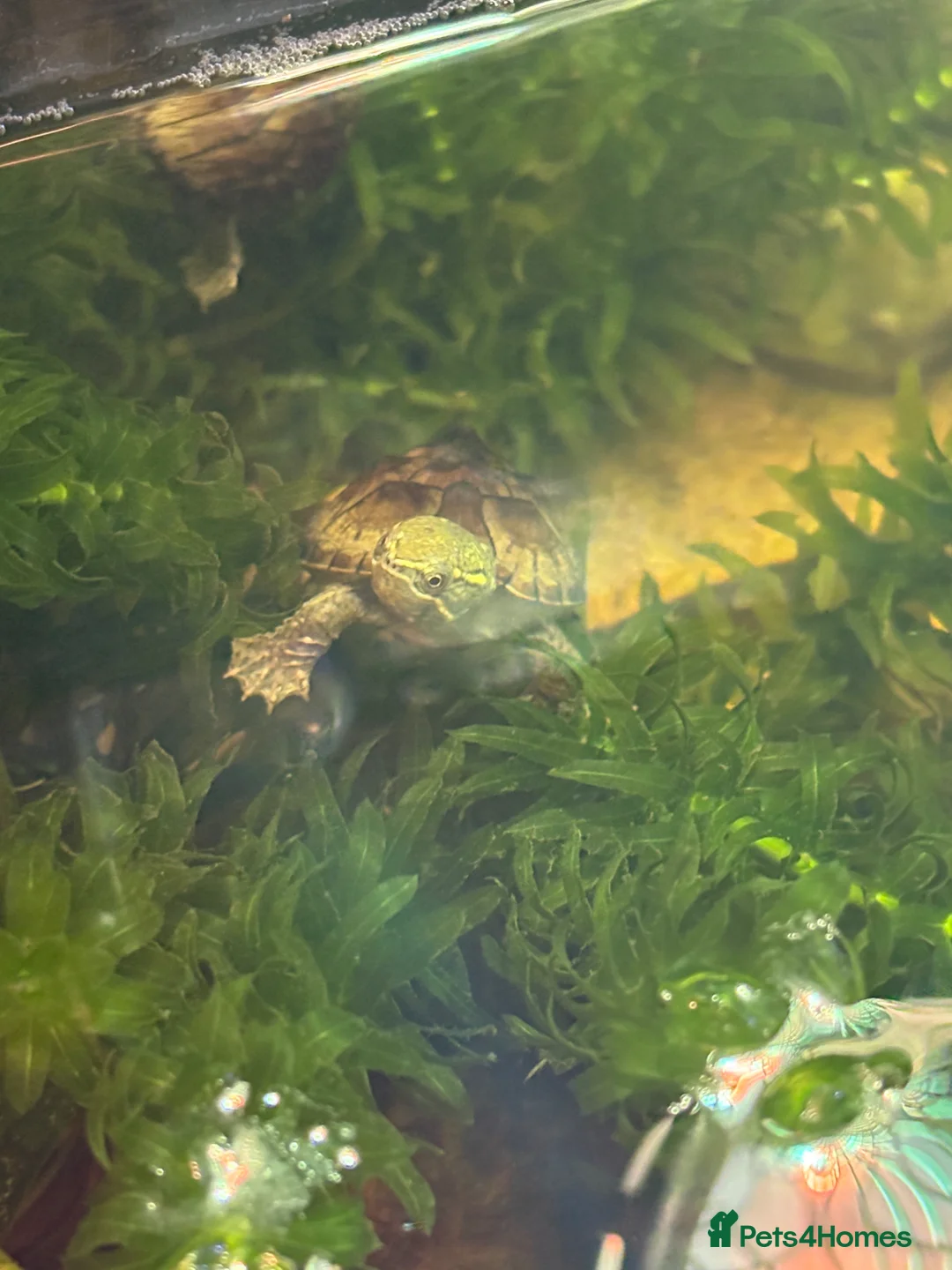 Turtle reptiles for sale: Musk turtle / Stinkpot turtle in Loughborough - Advert 1