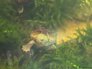 Turtle reptiles Musk turtle / Stinkpot turtle - Advert 16