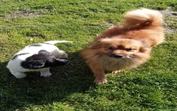 Mixed Breed dogs for sale: Three Springer Spaniel/Spitz Mittel Puppies  - Image 11