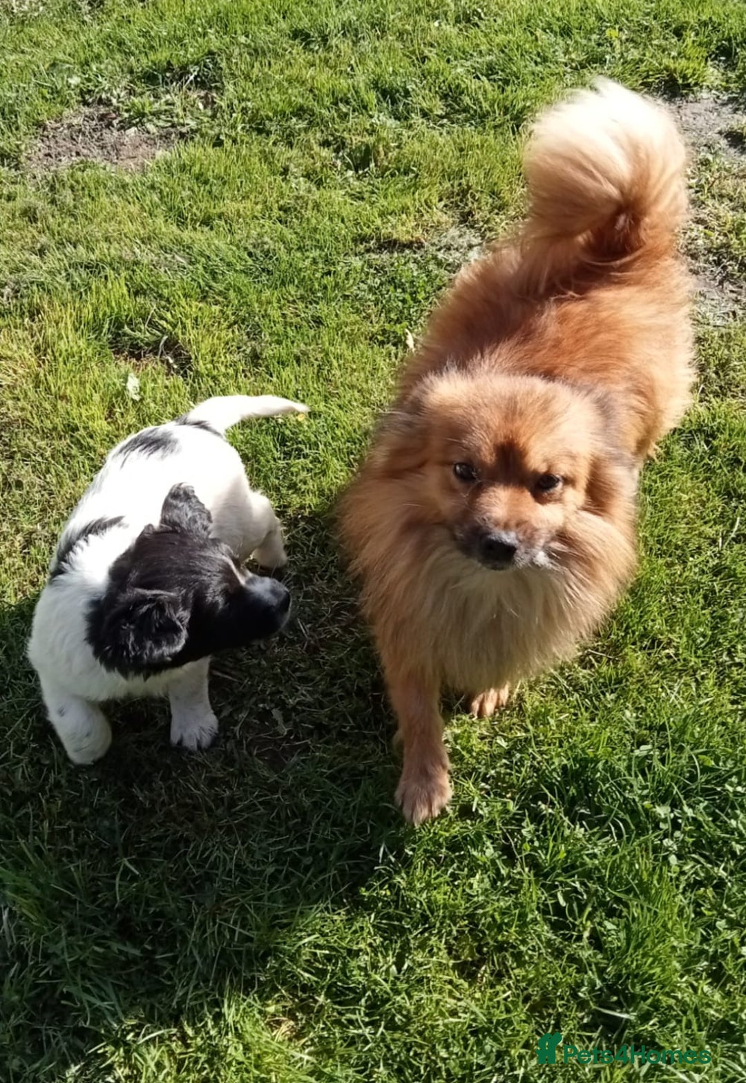 Mixed Breed dogs for sale: Three Springer Spaniel/Spitz Mittel Puppies  - Image 11