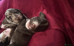 Mixed Breed dogs for sale: Dachshund puppies  - Image 12