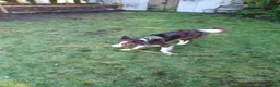 Border Collie dogs for sale: Red and white border collie 2 years old - Advert 2
