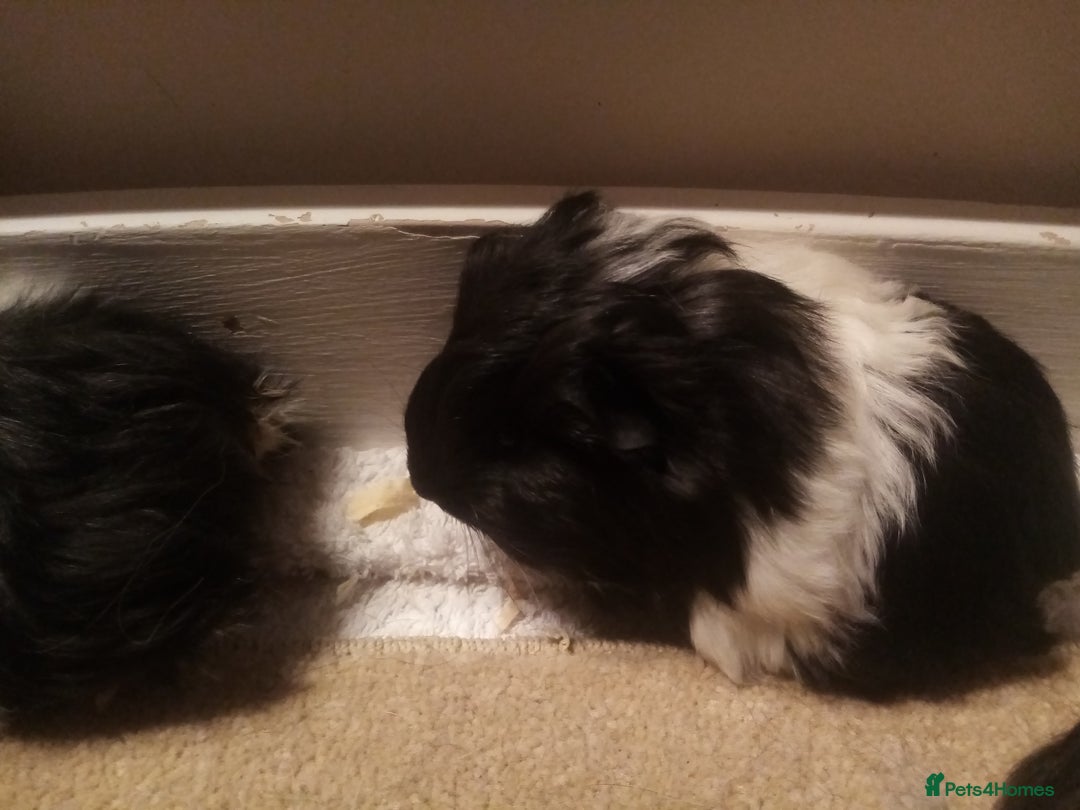 Guinea Pig rodents for sale: Sheltie, coronet, Merino Guinea pigs  - Advert 5