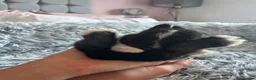 Netherland Dwarf rabbits for sale: Netherland Dwarf rabbits  - Advert 8