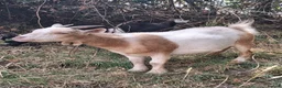 Goats livestock for sale: Two Friendly Female Pygmy Goats in Wimborne - Advert 5