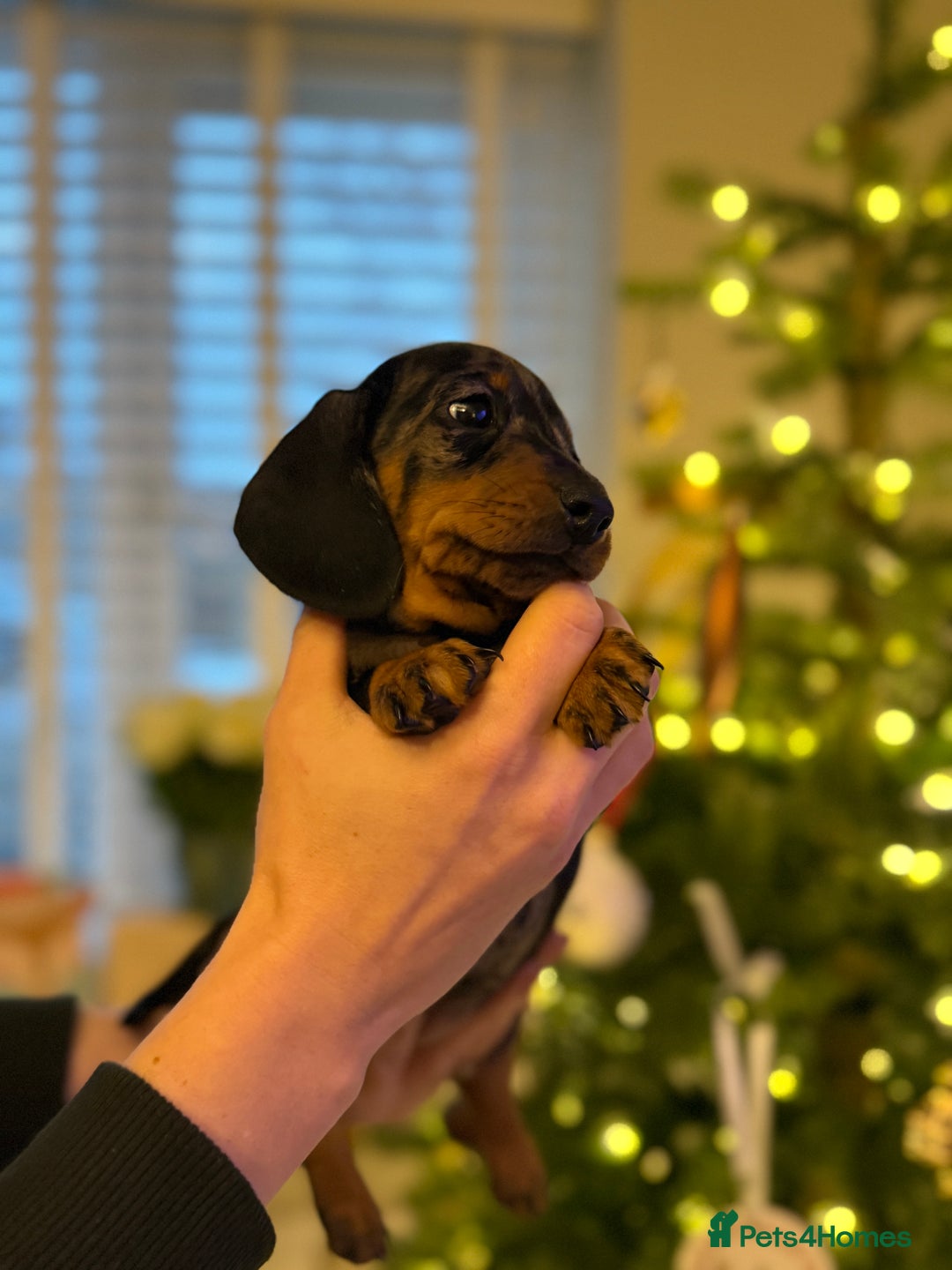 Miniature Dachshund dogs for sale: Kc reg smooth haired miniature dachshund - Advert 5