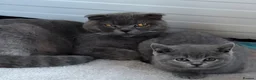 Scottish Fold cats for sale: Gorgeous Blue Boy – Vaccinated and ready to go🐈 - Advert 10