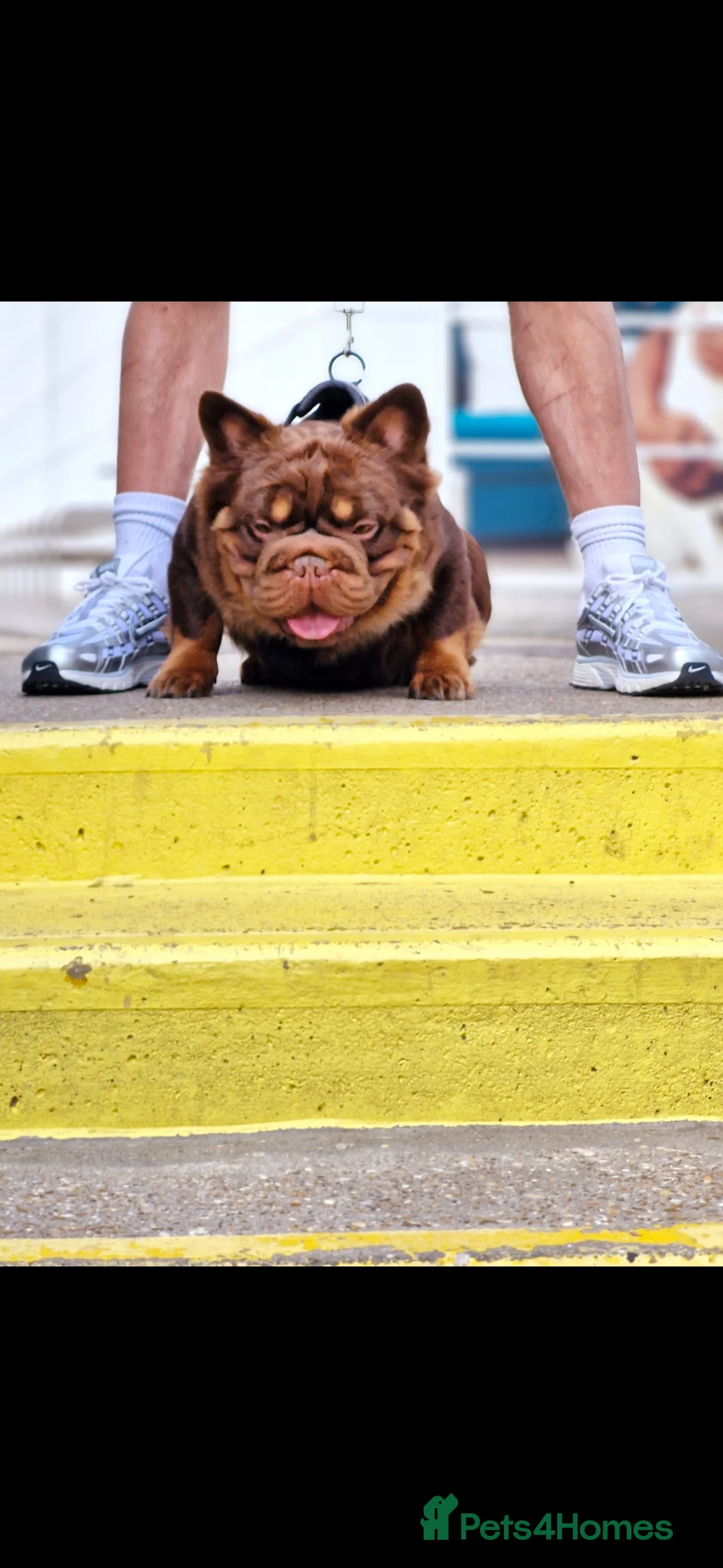 French Bulldog dogs for stud: Fluffy Rojo & Cherry Tan Big** STUD From £500 in South Ockendon - Advert 9
